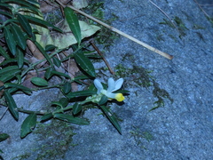 Polygaloides chamaebuxus