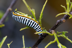 Pseudaphelia apollinaris
