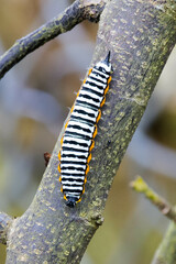 Pseudaphelia apollinaris