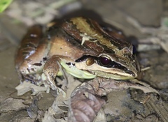 Leptodactylus didymus