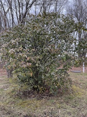 Viburnum × rhytidophylloides