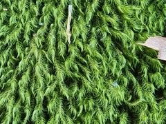 Echinodiopsis hispida