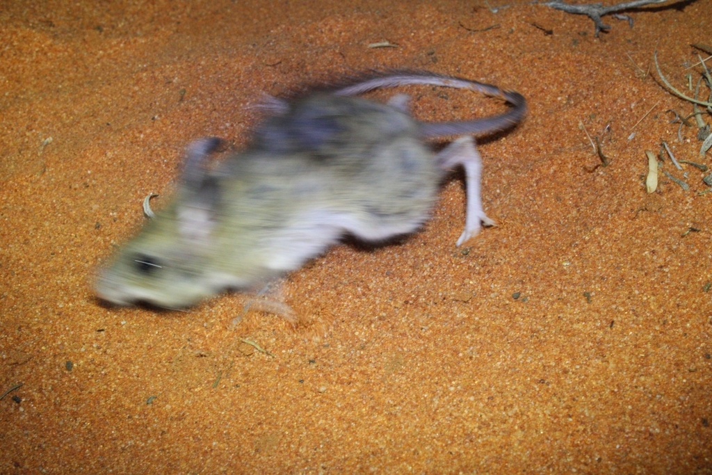 Spinifex Hopping Mouse