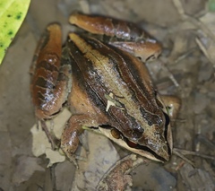 Leptodactylus didymus