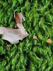 Echinodiopsis hispida