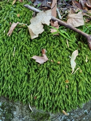 Echinodiopsis hispida