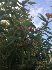 Callianthe megapotamica