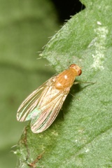 Lauxaniidae