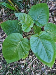 Solanum betaceum