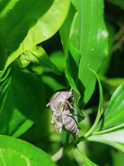 Morwennius decoratus