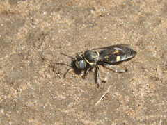 Bembecinus