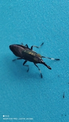 Idiella