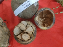 Bertholletia excelsa