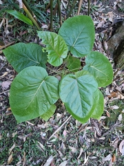 Solanum betaceum