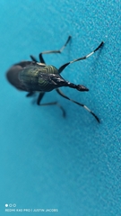 Idiella