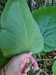 Solanum betaceum