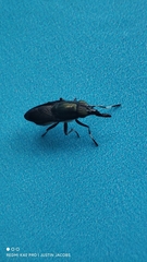 Idiella