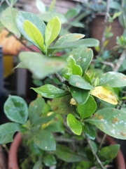 Brunfelsia pauciflora