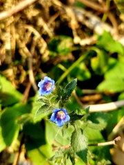 Strobilanthes pavala