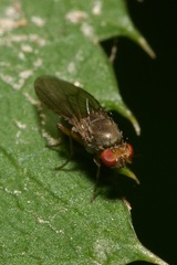 Drosophilidae