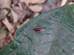 Pseudophyllodromia laticeps