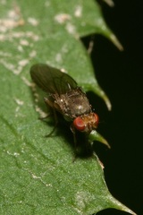 Drosophilidae
