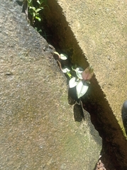 Strobilanthes reptans image