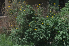 Tithonia diversifolia