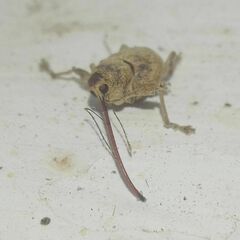 Curculio