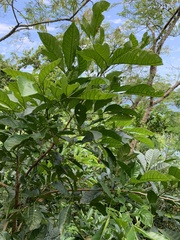 Cupania