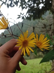 Munnozia