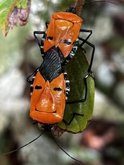 Catacanthus