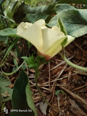 Hewittia malabarica