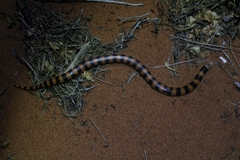 Simoselaps bertholdi