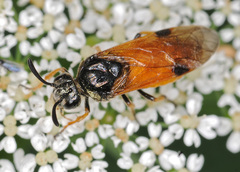 Arge cyanocrocea