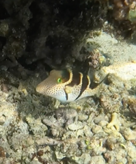 Canthigaster valentini