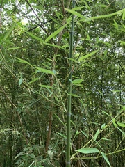 Bambusoideae
