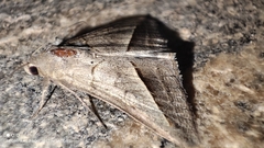Mocis frugalis