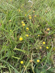 Oncosiphon pilulifer