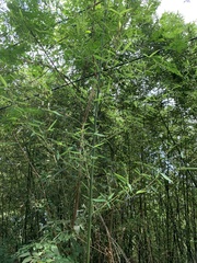 Bambusoideae