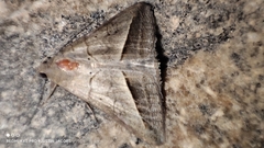 Mocis frugalis