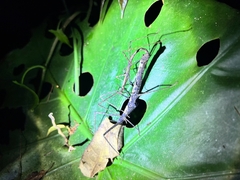 Parapachymorpha dentata