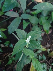 Spigelia humboldtiana