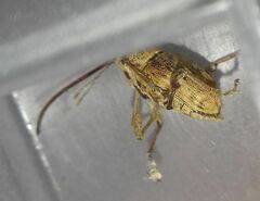 Curculio