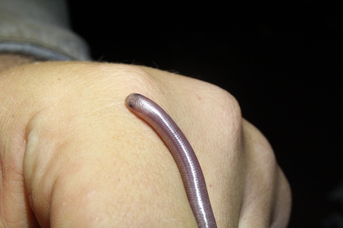 Interior Blind Snake