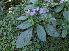 Strobilanthes cusia