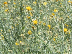 Centaurea solstitialis