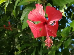 Hibiscus rosa-sinensis