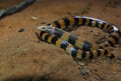 Simoselaps bertholdi