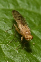 Opomyza florum